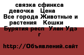 связка сфинкса. девочка › Цена ­ 500 - Все города Животные и растения » Кошки   . Бурятия респ.,Улан-Удэ г.